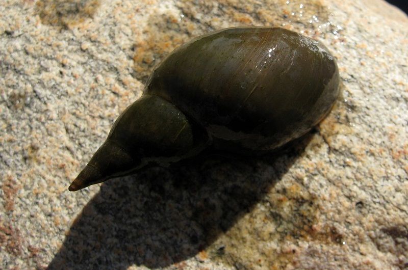 mollusco acquatico