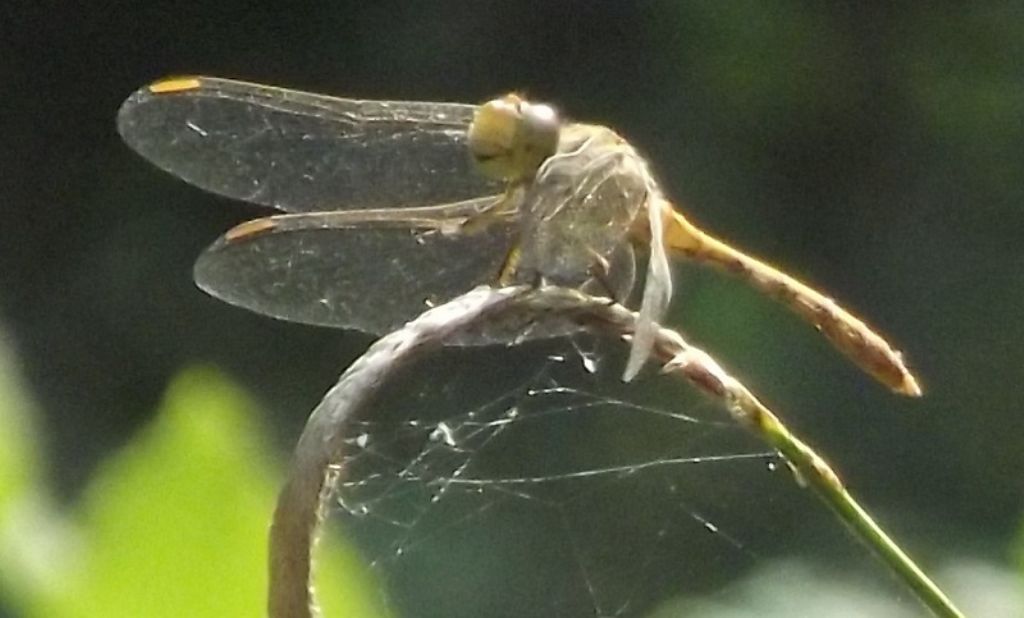 odonata da identificare: Sympetrum meridionale
