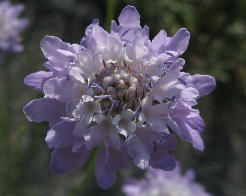 Cephalaria transsylvanica / Vedovina maggiore