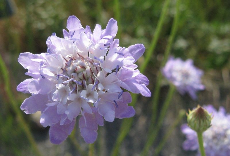 Cephalaria transsylvanica / Vedovina maggiore