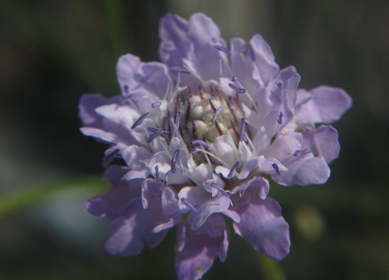 Cephalaria transsylvanica / Vedovina maggiore