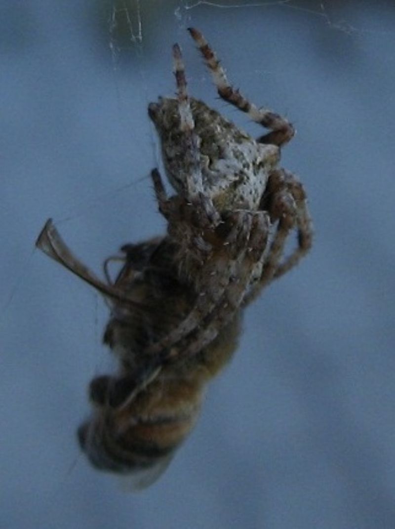Araneus angulatus (o A. circe) con ape - Ospedaletto (PI)