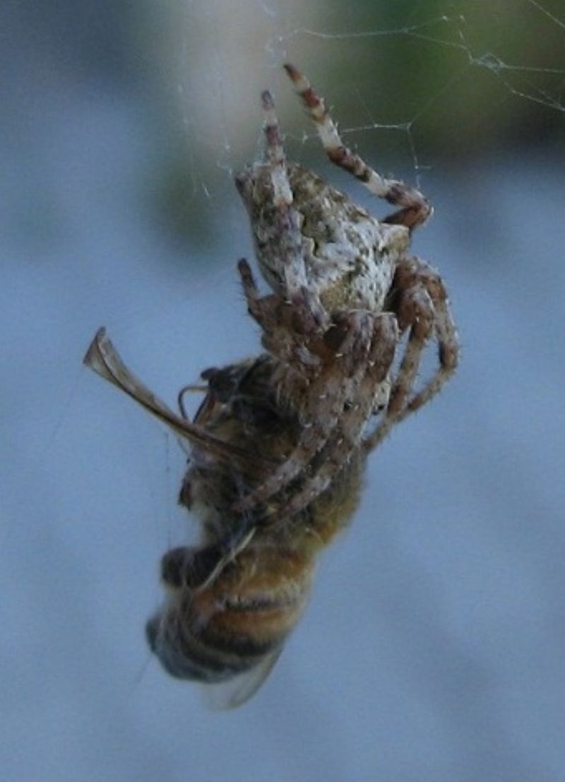 Araneus angulatus (o A. circe) con ape - Ospedaletto (PI)
