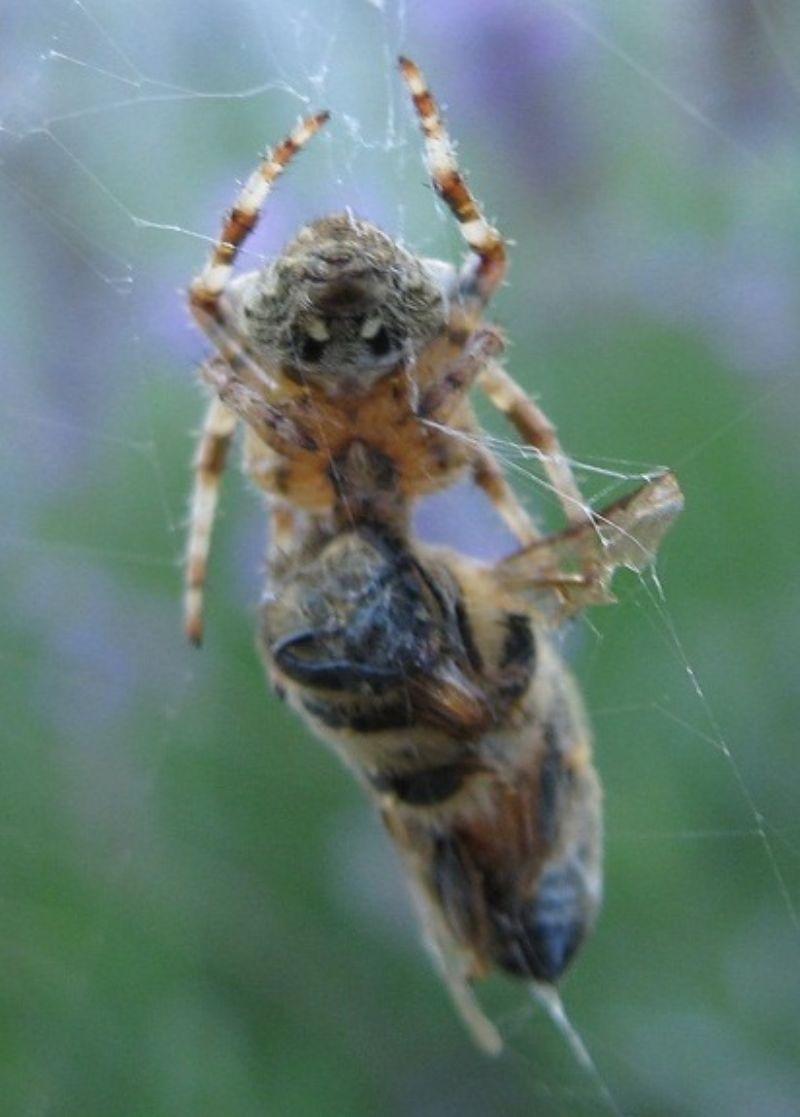 Araneus angulatus (o A. circe) con ape - Ospedaletto (PI)
