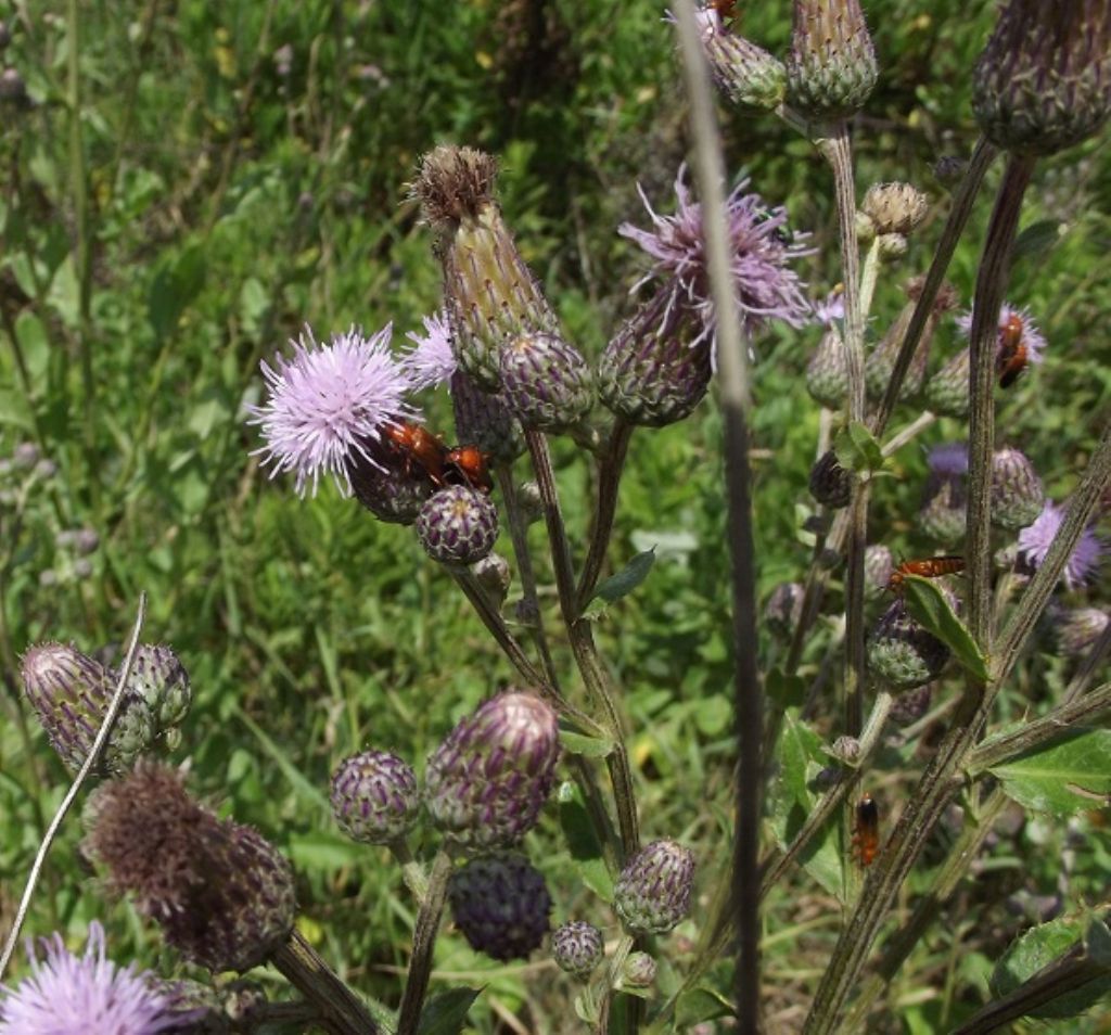 Cirsium arvense / Cardo campestre