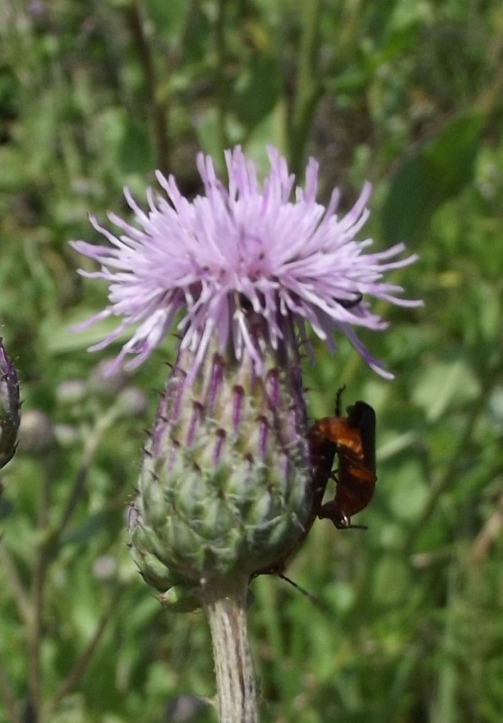Cirsium arvense / Cardo campestre