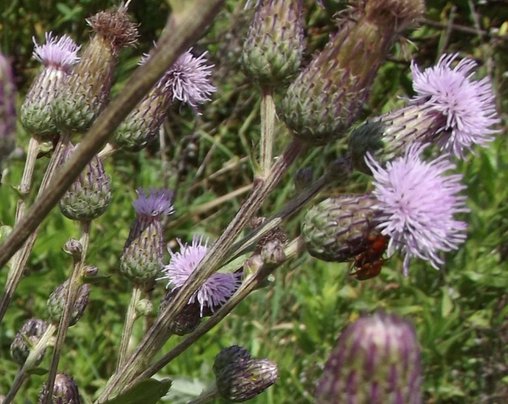 Cirsium arvense / Cardo campestre