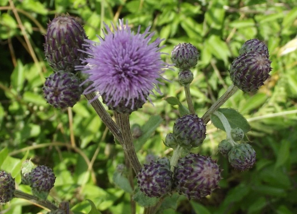 Cirsium arvense / Cardo campestre
