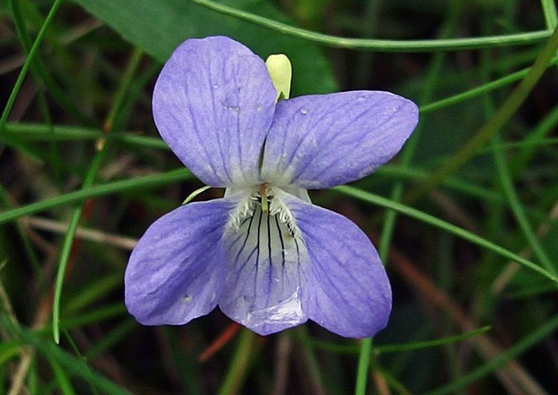 viola