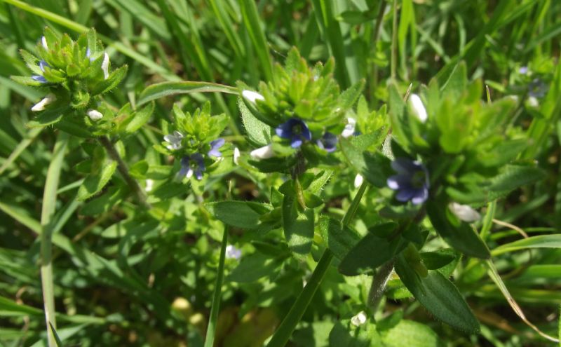 Veronica arvensis e Veronica persica