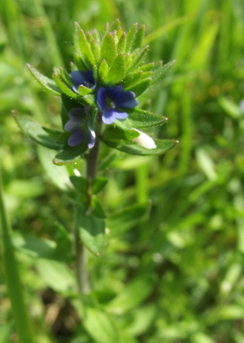 Veronica arvensis e Veronica persica