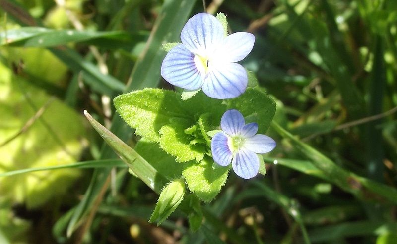 Veronica arvensis e Veronica persica
