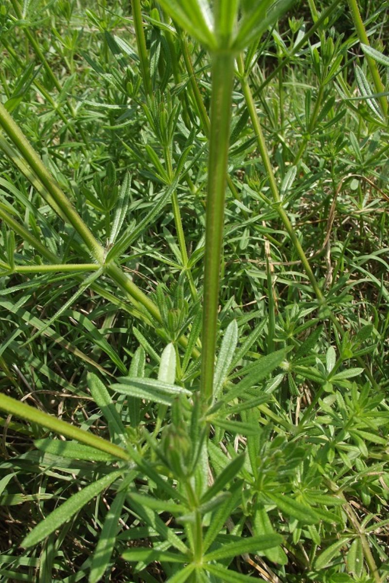 galium