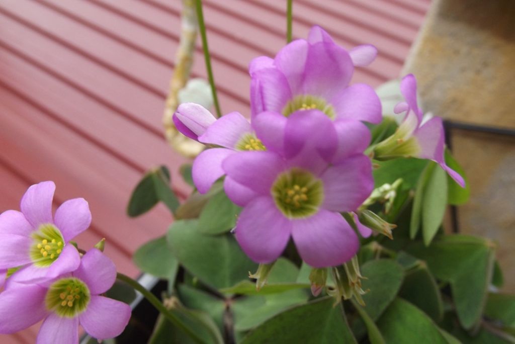 Oxalis latifolia / Acetosella a coda di pesce