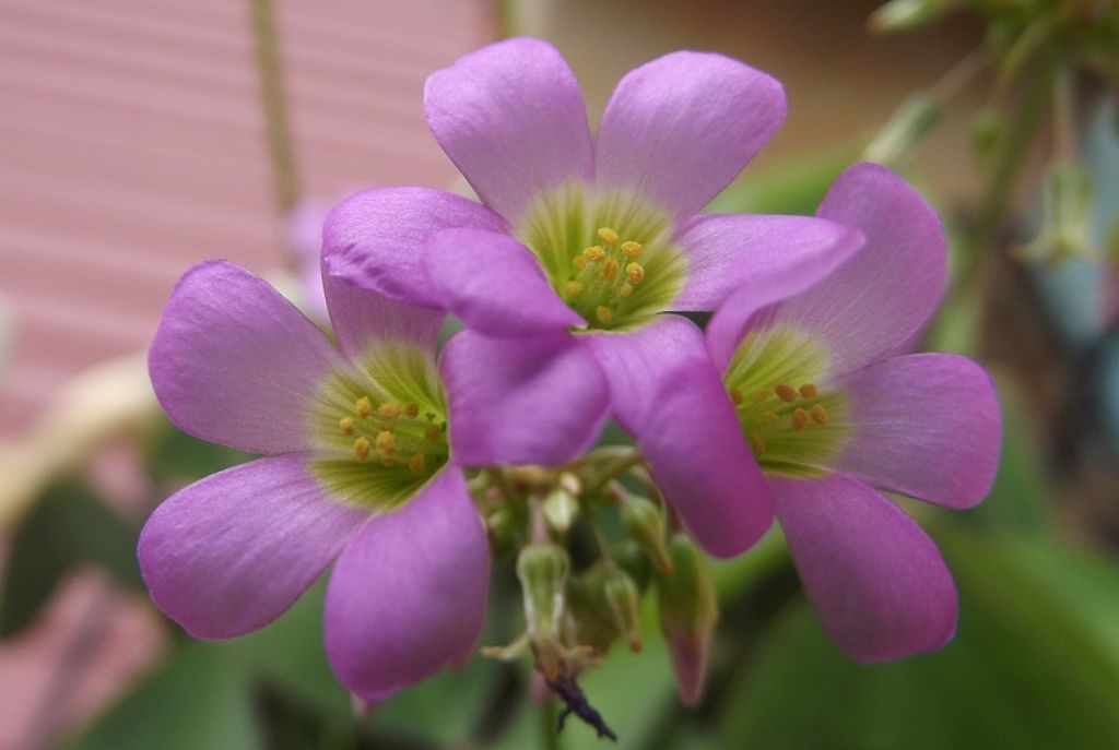 Oxalis latifolia / Acetosella a coda di pesce