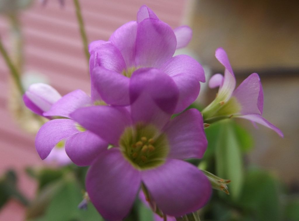 Oxalis latifolia / Acetosella a coda di pesce