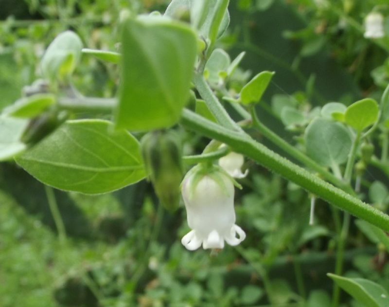 Salpichroa origanifolia / Salpicroa