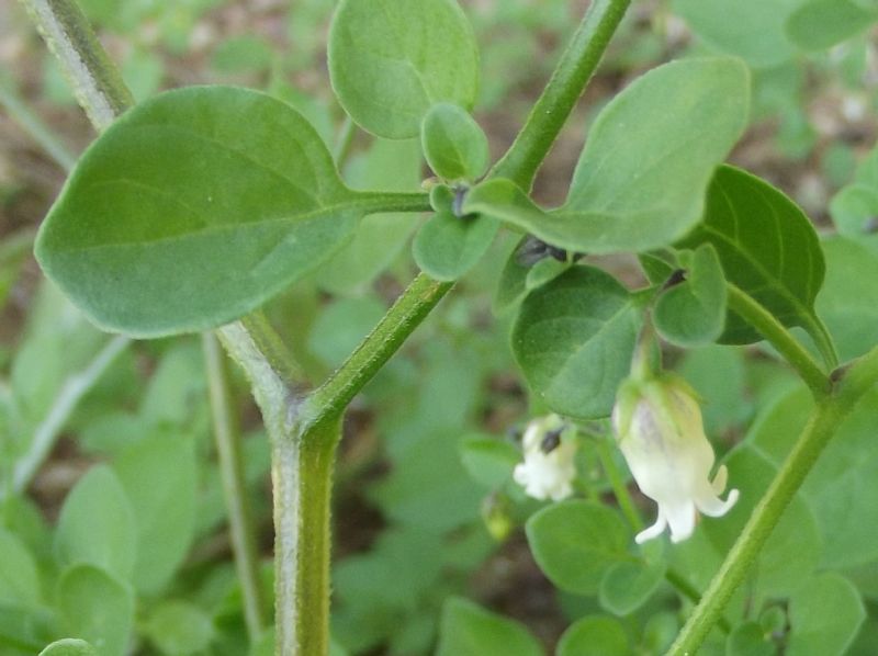 Salpichroa origanifolia / Salpicroa