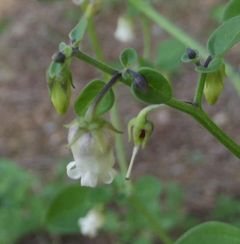 Salpichroa origanifolia / Salpicroa