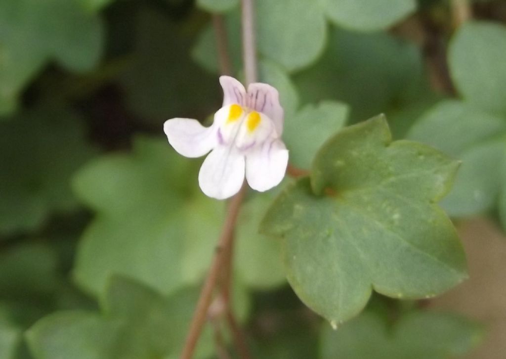 Cymbalaria muralis