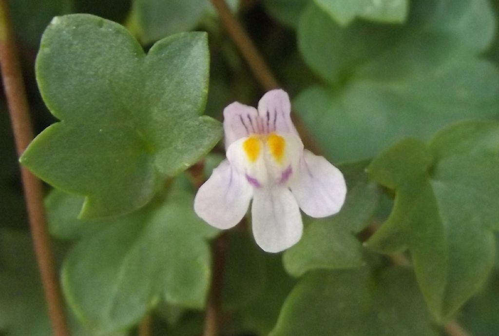Cymbalaria muralis