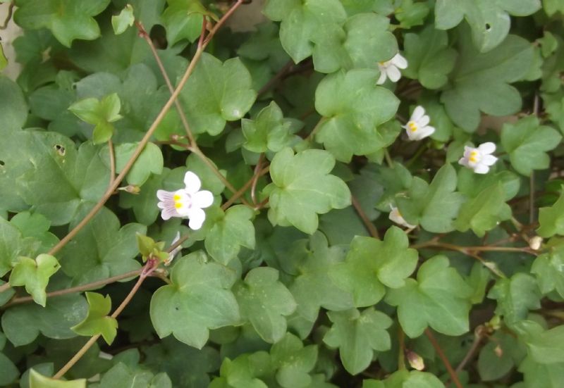 Cymbalaria muralis