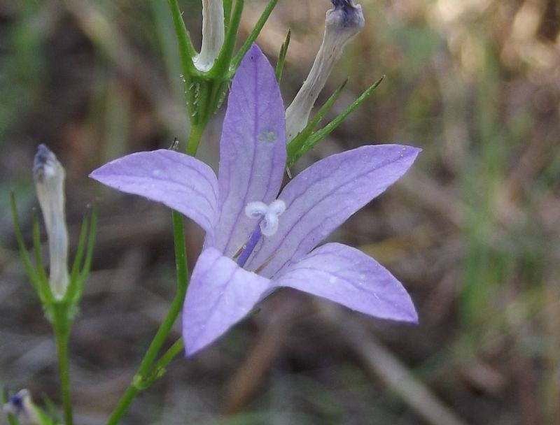 Campanula rapunculus