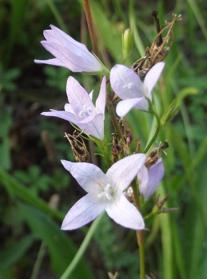 Campanula rapunculus