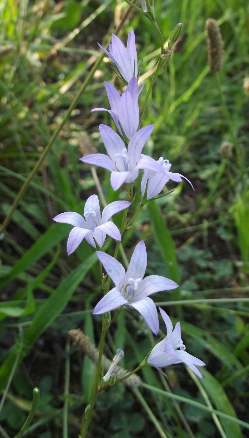 Campanula rapunculus