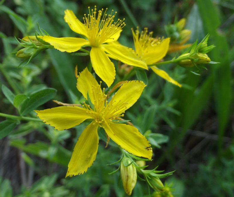Hypericum perforatum