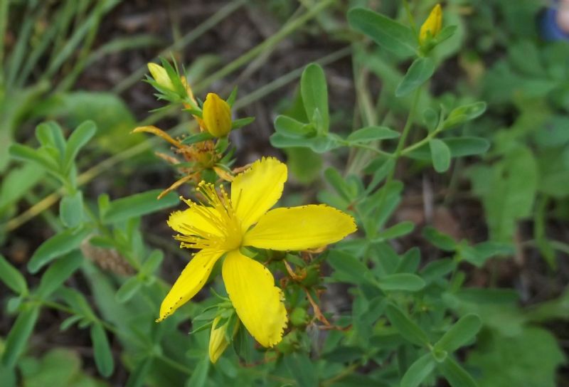 Hypericum perforatum