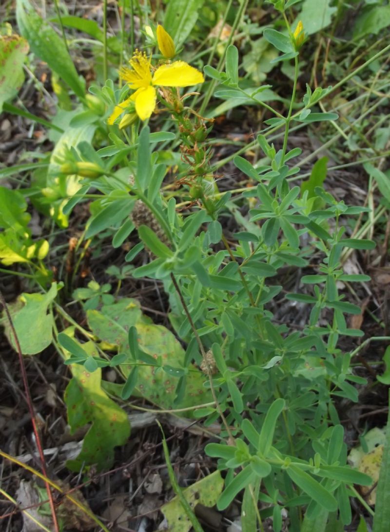 Hypericum perforatum