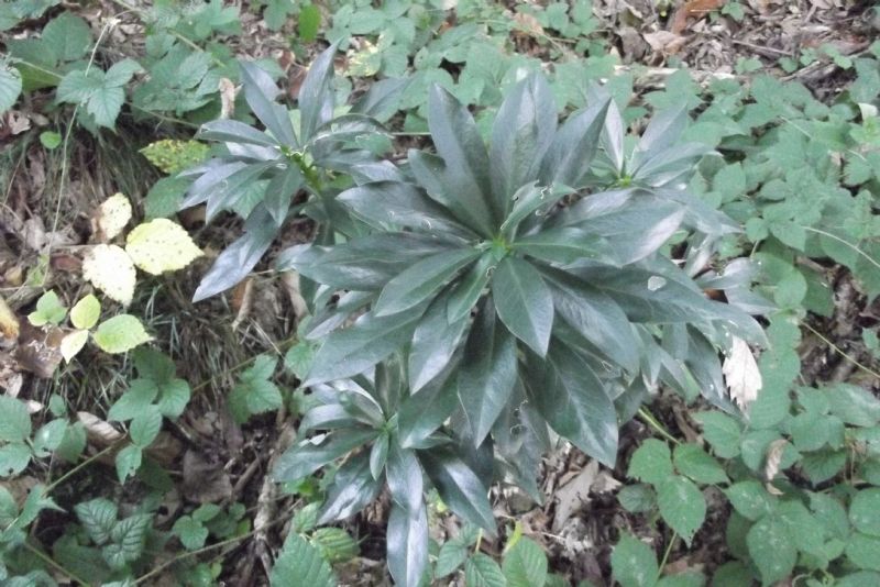 Daphne laureola + Euphorbia amygdaloides