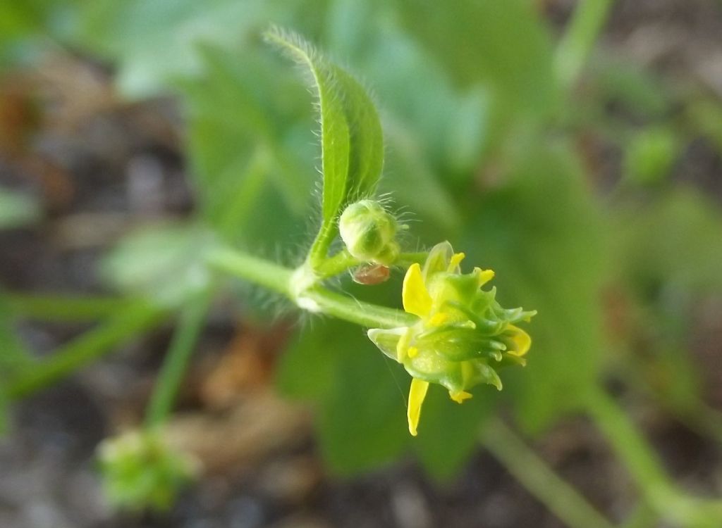 piantina strana - Ranunculus parviflorus