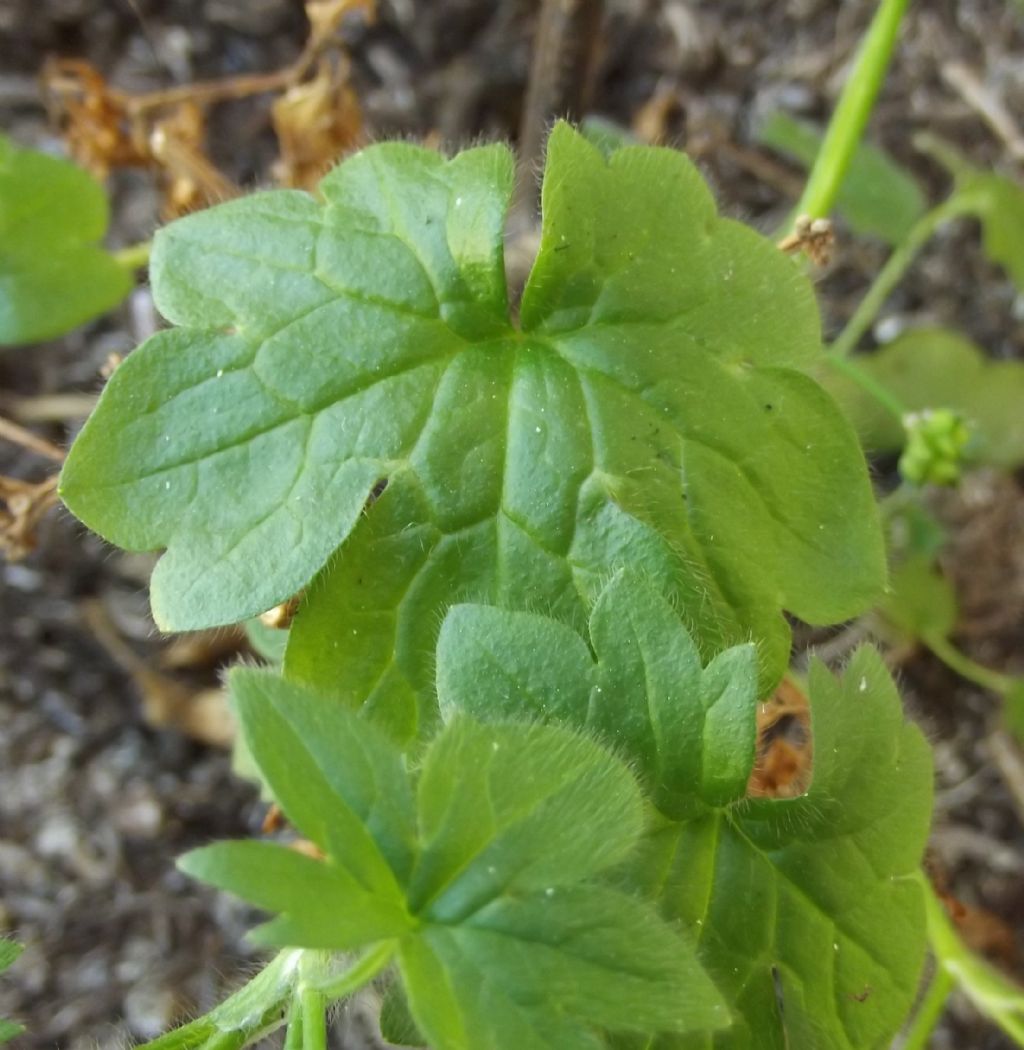 piantina strana - Ranunculus parviflorus