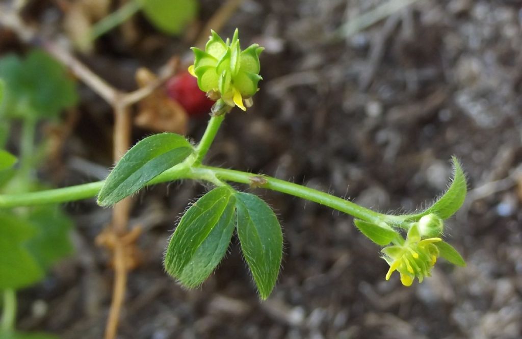 piantina strana - Ranunculus parviflorus