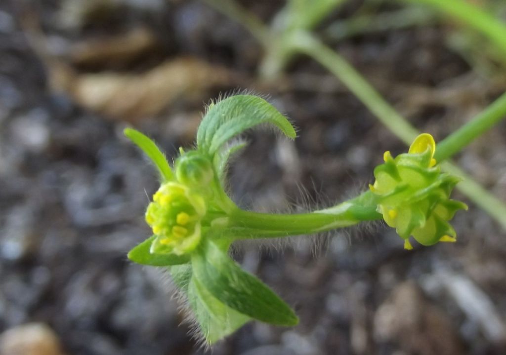 piantina strana - Ranunculus parviflorus