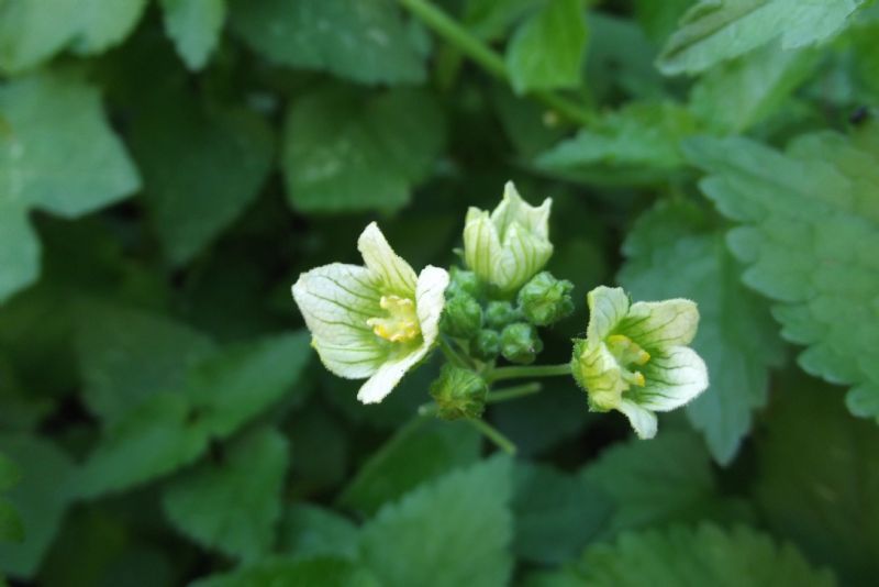 Bryonia dioica / Brionia comune