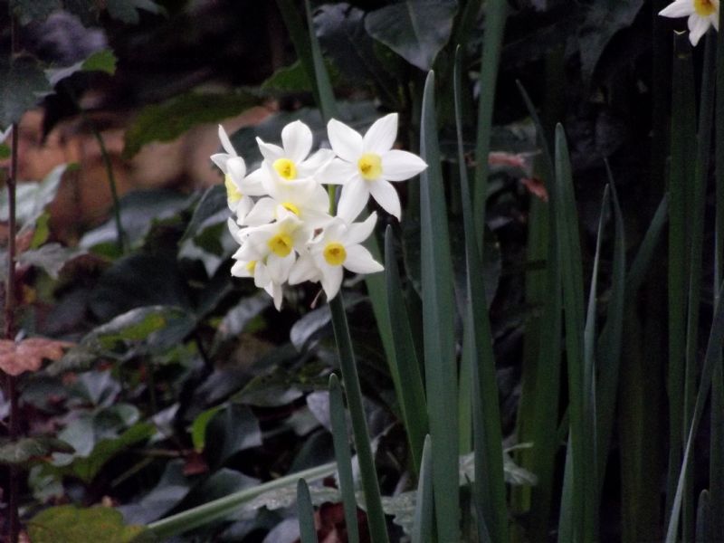 Narcissus tazetta subsp. italicus
