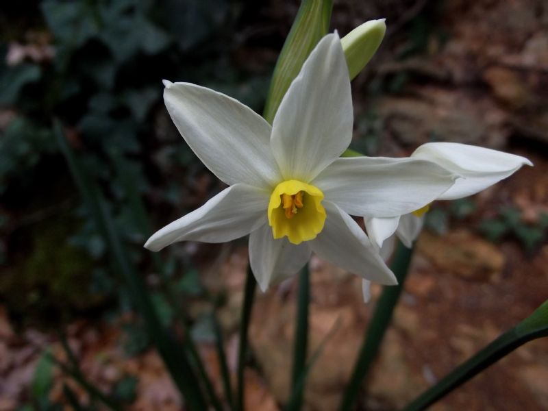 Narcissus tazetta subsp. italicus
