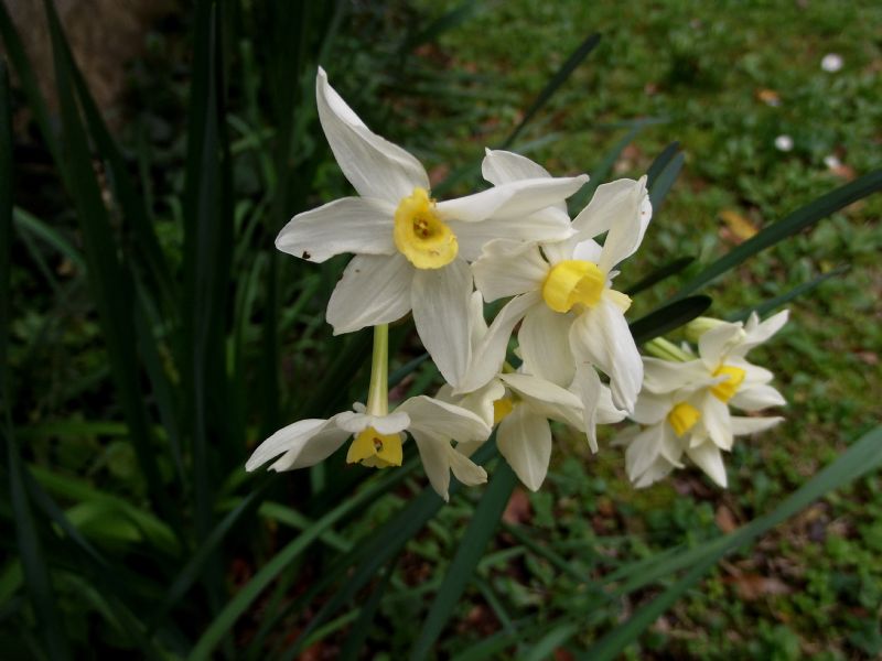 Narcissus tazetta subsp. italicus