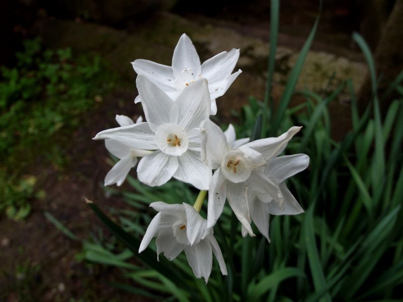 Narcissus papyraceus (Asparagales - Amaryllidaceae)