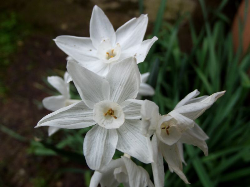 Narcissus papyraceus (Asparagales - Amaryllidaceae)