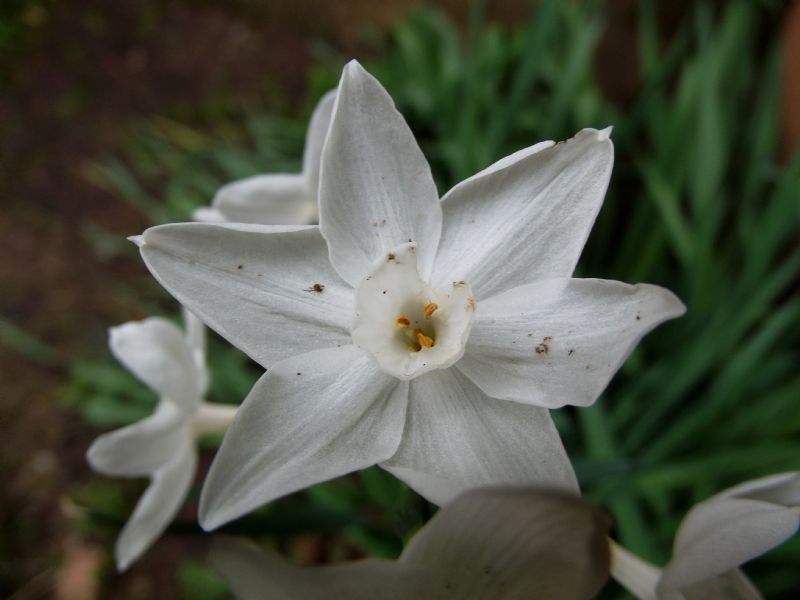 Narcissus papyraceus (Asparagales - Amaryllidaceae)