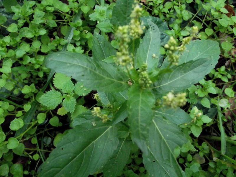 Mercurialis annua