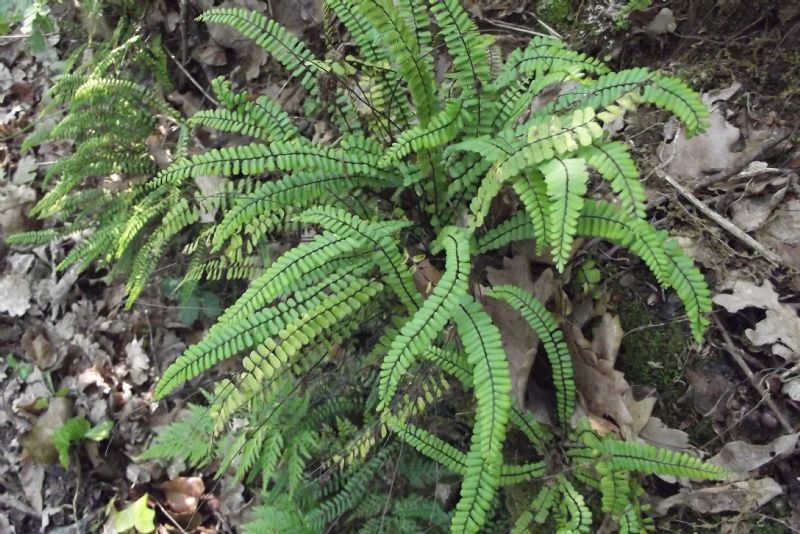 Asplenium onopteris  e Asplenium trichomanes (Pteridopsida - Aspleniaceae)