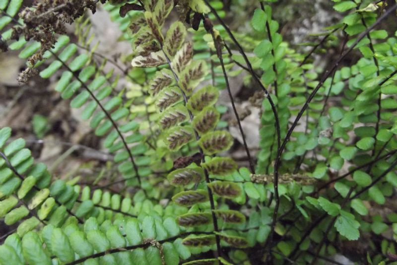 Asplenium onopteris  e Asplenium trichomanes (Pteridopsida - Aspleniaceae)