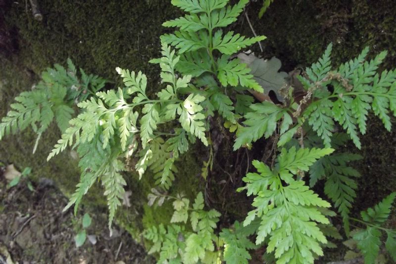Asplenium onopteris  e Asplenium trichomanes (Pteridopsida - Aspleniaceae)