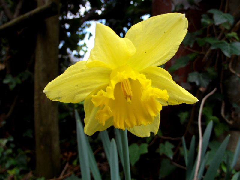 Narcissus pseudonarcissus?