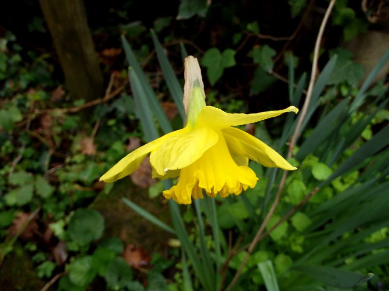 Narcissus pseudonarcissus?